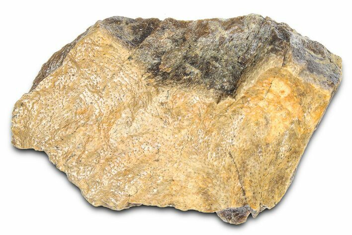 Fossil Tyrannosaur (T rex) Skull Section - Wyoming #382675